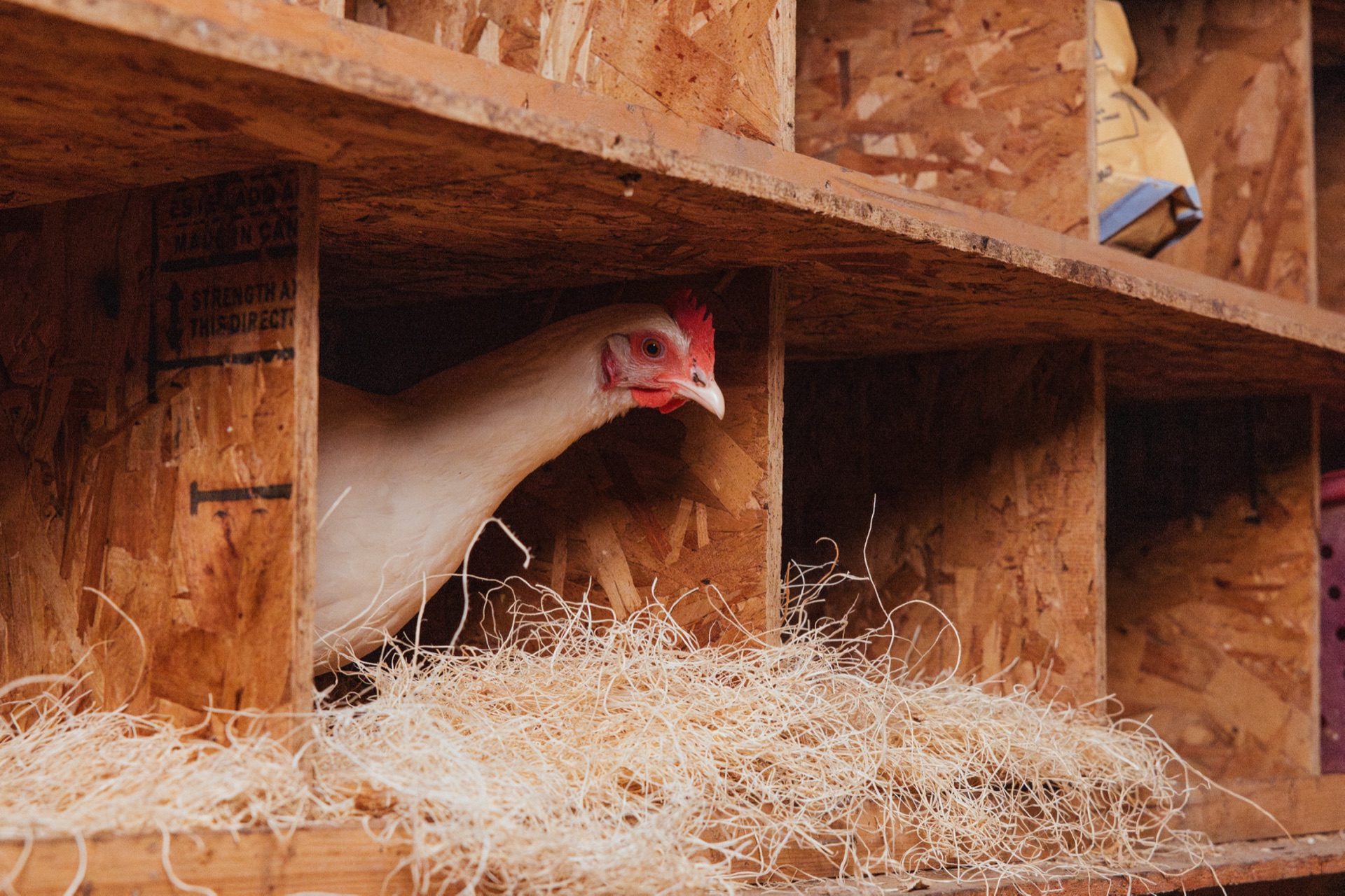 ChickenSense device close-up