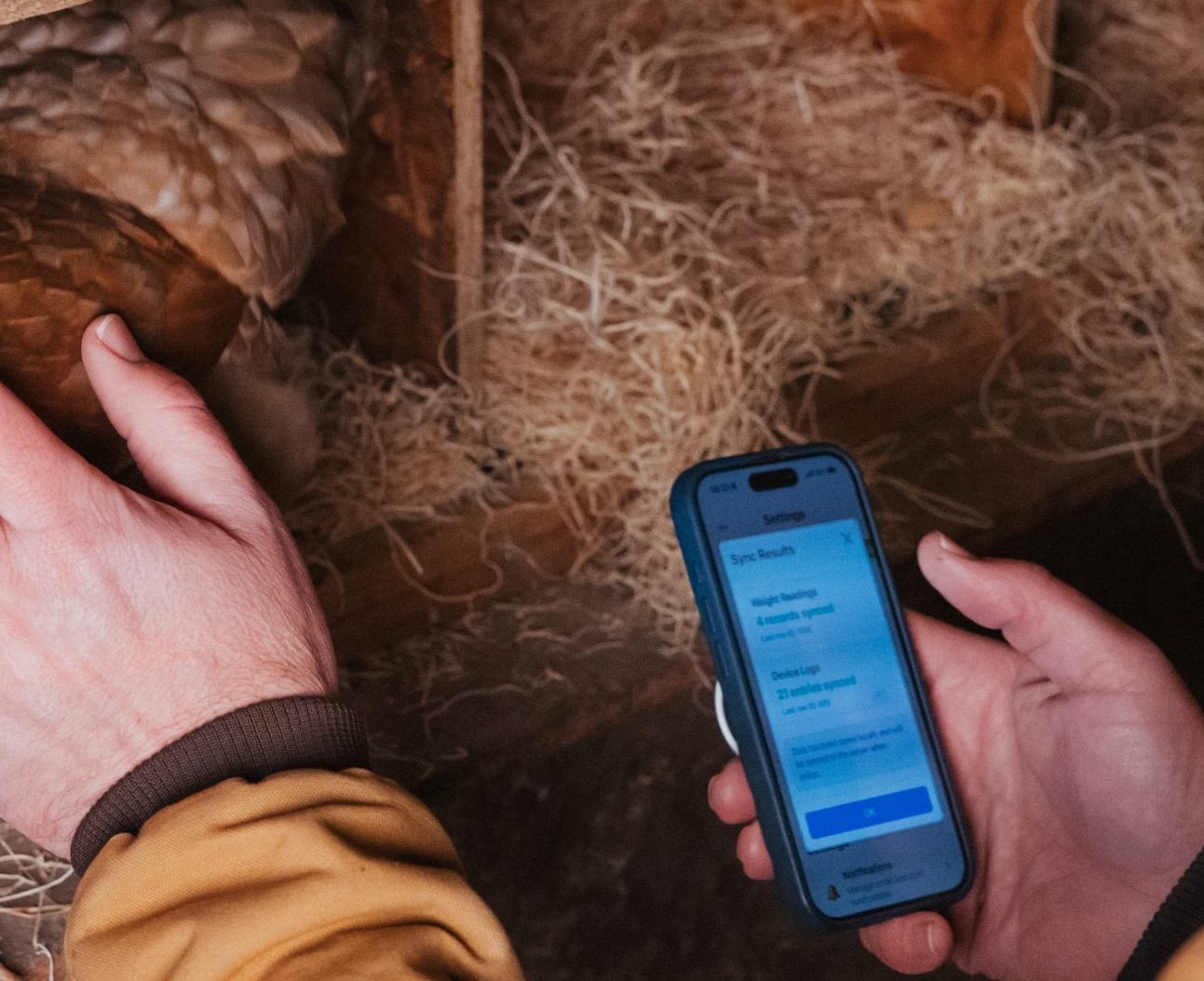 Healthy chickens and eggs