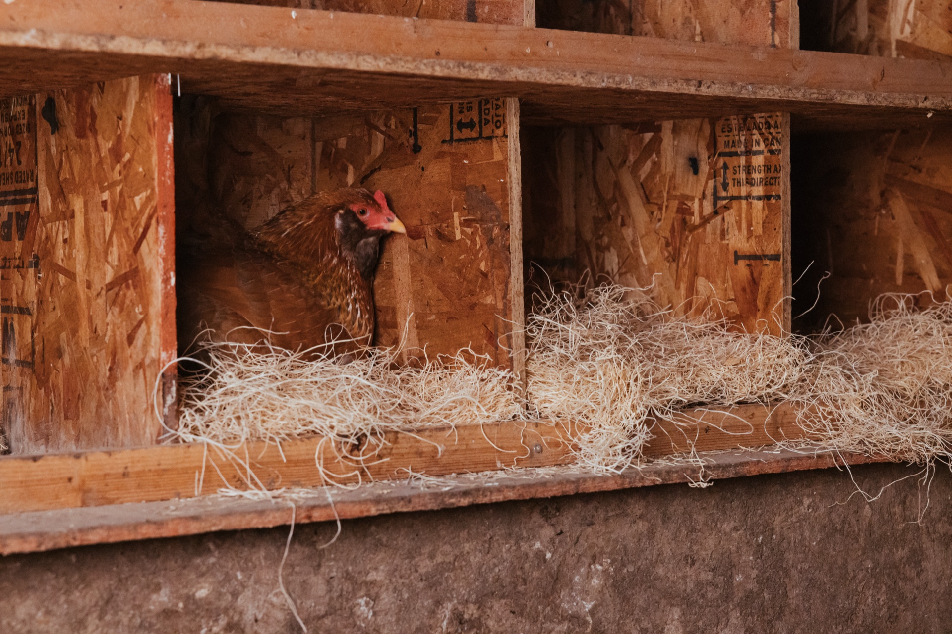 ChickenSense in coop